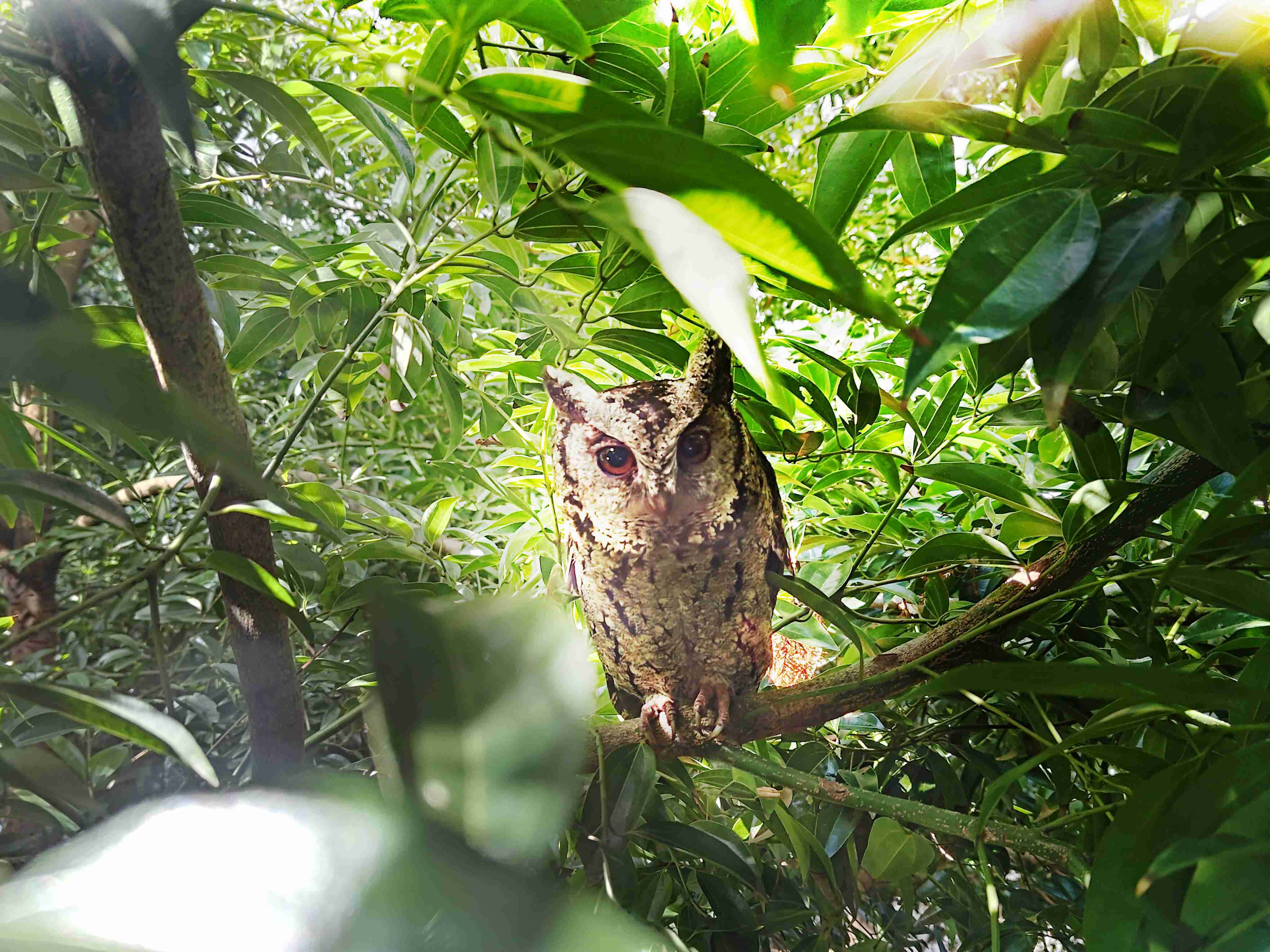 尊龙集团致力提倡净零绿生活，，，，16年以来在全球各厂区植树逾百万棵，，，，造就各厂区树木蔚然成林，，犹如森林工厂，，，，成为许多生物的栖息地